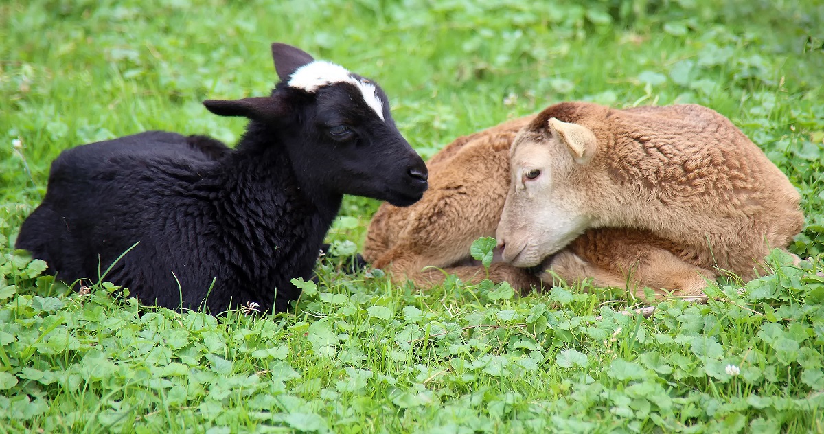 Lambs Resting